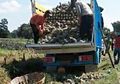 Terima Pesanan Via Facebook, 2 Pedagang Buah Ini Jadi Korban Mafia Orderan Fiktif Kendal, Rugi Puluhan Juta hingga Malah Dituduh Tukang Tipu