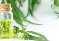 Peneliti Ungkap Kandungan Eucalyptol agar Aman Jalani New Normal