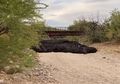 Banjir Bandang dengan Lumpur Hitam Terjang Arizona, Apa Penyebabnya?