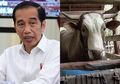 Jadi Sapi Kurban Pilihan Jokowi, Rahman Takka Bahagia: Sudah Rawat Puang Tedong dari Lahir Hingga Miliki Berat 1,2 Ton