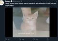 Anak Kucing Ini Sering Nyuri Uang di Bar, Udah Kepergok CCTV Tetep Nggak Kapok