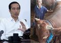 Akan Berkurban di Hari Raya Idul Adha 2020, Presiden Jokowi Beli Sapi dengan Berat Lebih dari 1 Ton Milik Peternak di Solo