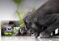 Samsung Bakal Gunakan Lapisan Gorilla Glass Victus, Ini Keunggulannya