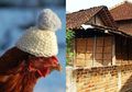 Tutup Jalan Rumah Tetangganya Sebelahnya Sendiri, Pria di Ponorogo Ini Ternyata Emosi Bertahun-tahun Cuma Gara-gara Kotoran Ayam, Sang Tetangga Sampai Harus Manjat Kursi untuk Masuk ke Rumahnya Sendiri