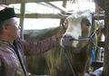 Sapi Kurban Ini Diperlakukan Bak Raja Usai Orang Nomor 1 di Indonesia Berani Tebus dengan Harga Selangit, Pakai Karpet Seharga Jutaan Rupiah Cuma untuk Tidur