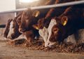 Bikin Heboh! Pria Ini Minum Segelas Darah Sapi Kurban, Ternyata Ada Kisah Pilu di Baliknya