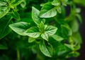 Hanya dengan Rutin Mengonsumsi Daun Kemangi, Mata Akan Mengalami Perubahan Tak Terduga Ini