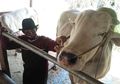 Hewan Kurban yang Dibeli Jokowi Diperlakukan bak Sultan, Tidur di Karpet Mewah hingga Ada Ritual Mandi Spesial agar Sapi-sapinya Tak Masuk Angin Sebelum Disembelih
