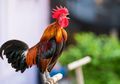 Seorang Wanita Berkokok Menganggap Dirinya Ayam, Kejang Lalu Sadar Kembali, Ini Penjelasan Dokter tentang Zoanthropy