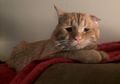 Buat Geleng-geleng Para Sipir, Kucing Ini Dijadikan Pengedar untuk Selundupkan Narkoba ke Penjara, Begini Akhir Nasib Hewan Menggemaskan Tersebut