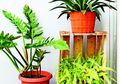 Tanaman Hias Daun Paling Banyak Dicari dari Masa ke Masa, Yuk Kenali!