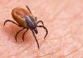 Pandemi Covid-19 Masih Berlangsung, Muncul Virus Tick Borne di China