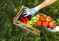Raup Belasan Juta Rupiah dari Hasil Berkebun di Pekarangan Rumah, Ini Kisah Inspiratif Seorang Ibu Asal Magetan