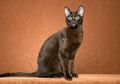 Cat Lovers, Ini 5 Fakta Tentang Ekor Kucing yang Wajib Kalian Tahu