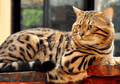 Daftar 5 Ras Kucing Paling Pintar di Dunia, Bisa Ngapain Aja, Ya?