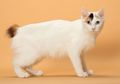 Lebih Susah Dilatih daripada Anjing, Ini 4 Cara yang Bisa Dicoba biar Kucing Kalian Nurut