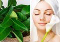Serius! Cuman Modal Daun Salam Saja Kulit Wajah Bisa Glowing, Begini Caranya