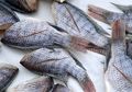 Perhatikan Menu Makanan Anda, Ikan-ikan Jenis Ini Harus Dihindari Jika Masih Ingin Sehat, Bisa Picu Munculnya Kanker Otak!