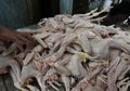 Cara Memasak Ayam Kampung Agar Empuk, Pastikan Lakukan Hal Mudah Ini Sebelum dan Saat Mengolahnya