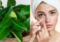 Manfaat Daun Salam untuk Hilangkan Jerawat dengan Cara Membuat Masker
