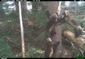 Wolverine Terlihat Kembali Setelah Menghilang Selama 100 Tahun