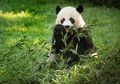 Panda Raksasa Mei Xiang Melahirkan Di Kebun Binatang Nasional