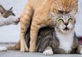 Ternyata Ini Alasan Kucing Suka Berisik Kalo Lagi Kawin, Satu Jam Bisa Main 10 Kali