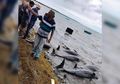 Ada 14 Lumba-lumba Mati Terdampar Setelah Tumpahan Minyak di Mauritius