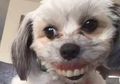 Tiba-tiba Anjing Peliharaan Ini Menyeringai dengan Gigi Seperti Manusia, Ternyata Ada Kejadian Tak Terduga di Balik Penampilan 'Aneh' Hewan Menggemaskan Ini