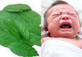 Gunakan Daun Salam untuk Meredakan Kolik Alami pada Bayi, Mau Coba?