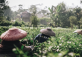 Crowde Tawarkan Program GARAP untuk Dukung Petani di Jampang