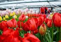 Pecinta Bunga, Begini Cara Menikmati Tulip Mekar di Keukenhof Saat Pandemi