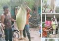 Jangan Sembarangan! Viral Video Warga Nekat Pindahkan Bunga Bangkai ke dalam Pot, Hukuman Pidana Ini Bakal Bikin Sang Pemilik Ciut Nyali