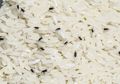 Kutu Beras Bikin Jengkel? Coba Gunakan Bahan Dapur Ini, Dijamin Langsung Pergi dan Tak Kembali Lagi