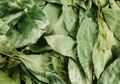 Masih Ada Sisa Daun Salam di Rumah? Coba Rebus dan Minum Airnya 2 Kali Sehari, Ini yang Akan Terjadi Pada Tubuh