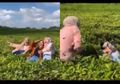 Viral, Foto-foto dan Jatuhkan Diri di Kebun Teh, 3 Perempuan Ini Tuai Hujatan Netizen: Nanemnya Pake Ati Udah Gede Diinjak-injak