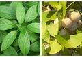 Minum Rebusan Daun Dewa dan Biji Ginkgo, Rasakan Manfaatnya untuk Mengobati Penyakit Ini