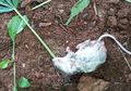 Sampai Harus Direhabilitasi Selama 6 Hari, Tikus Ini Alami Kecanduan Parah Setelah Tak Sengaja Makan Daun Ganja, Lihat Foto Mengenaskannya saat Pertama Kali Ditemukan
