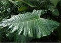 Kerap Dianggap Tanaman Liar, Ini Cara Buat Ramuan Obat Alami Daun Talas Untuk Cegah 9 Penyakit Mematikan