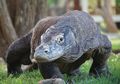 Studi: Populasi Komodo Kian Memburuk Akibat Interaksi dengan Manusia
