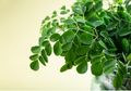 Tak Lagi Perlu Skincare Mahal, Rasakan Manfaat Daun Kelor untuk Kecilkan Pori-pori Kulit Wajah