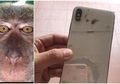 Monyet Ini Kegep Nyolong Hape Setelah Pas Lihat Gallery Ada Selfie-nya