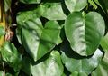 BERITA POPULER: Perawatan Kulit Alami dengan Daun Binahong Jaminannya Cantik Luar Dalam hingga Gaya Berhubungan yang Berisiko Sebabkan Keguguran