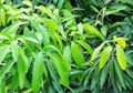 Perawatan Kulit Alami Hilangkan Keriput, Rendam Daun Mangga Semalam Suntuk dan Dapatkan Bonus Wajah Glowing Seketika