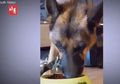 Tega! Demi Konten Video Viral, Pemilik Paksa Anjing Peliharaannya Makan Cabai Hingga Tampak Menangis, Netizen: Orang-Orang Ini Sangat Sakit!