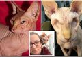 Kasian Banget, Kucing Ini Kena Virus Hingga Kedua Matanya Harus Rela Diambil dan Alami Buta
