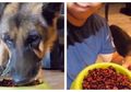 Demi Konten! Anjing Ini Nangis Dipaksa Pemiliknya Ikutan Challenge Makan Pedes