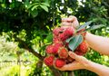 Uban Bisa Hilang dan Rambut Menjadi Hitam Pekat Hanya dengan Daun Rambutan, Begini Cara Mudahnya