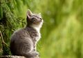 Tafsir Mimpi Memandikan Kucing. Benarkah ini Malah Pertanda Buruk?