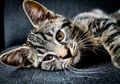 Dikecam Satu Negara usai Aksi Kejinya Terbongkar ke Publik, 'Pembunuh' Kucing Malah Bebas dari Jeratan Hukum, Ketua RT Ungkap Alasannya: Ketahuan Lagi Membunuh Ditahan Saja Deh